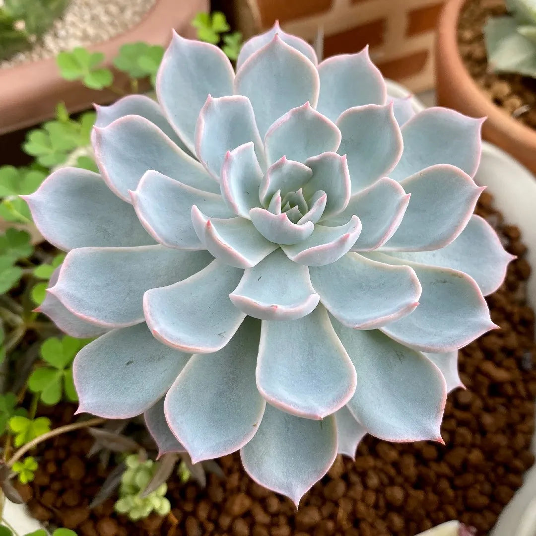 Echeveria peacockii