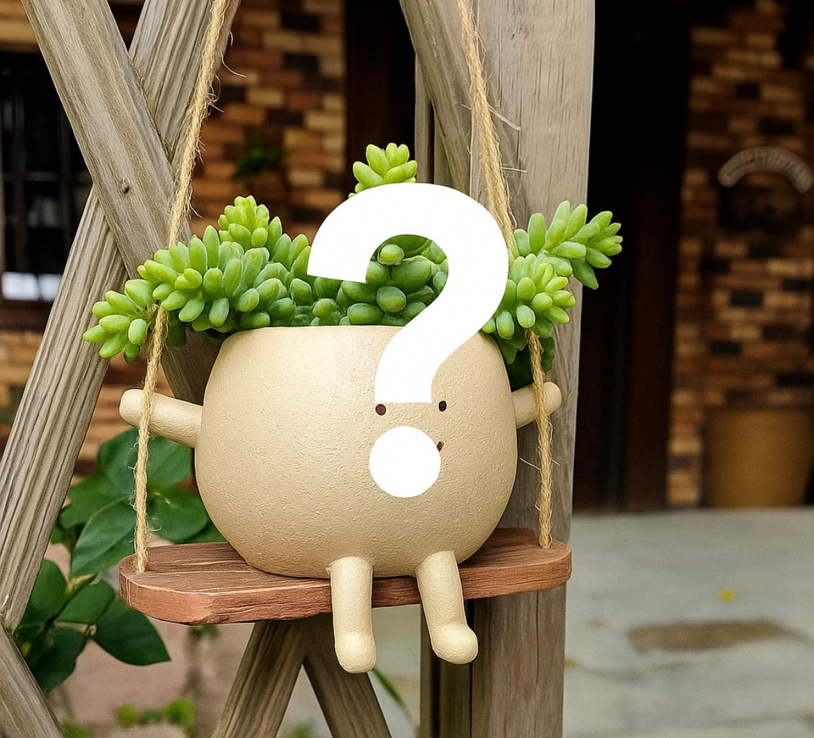 Mystery Succulent Pot – Standard