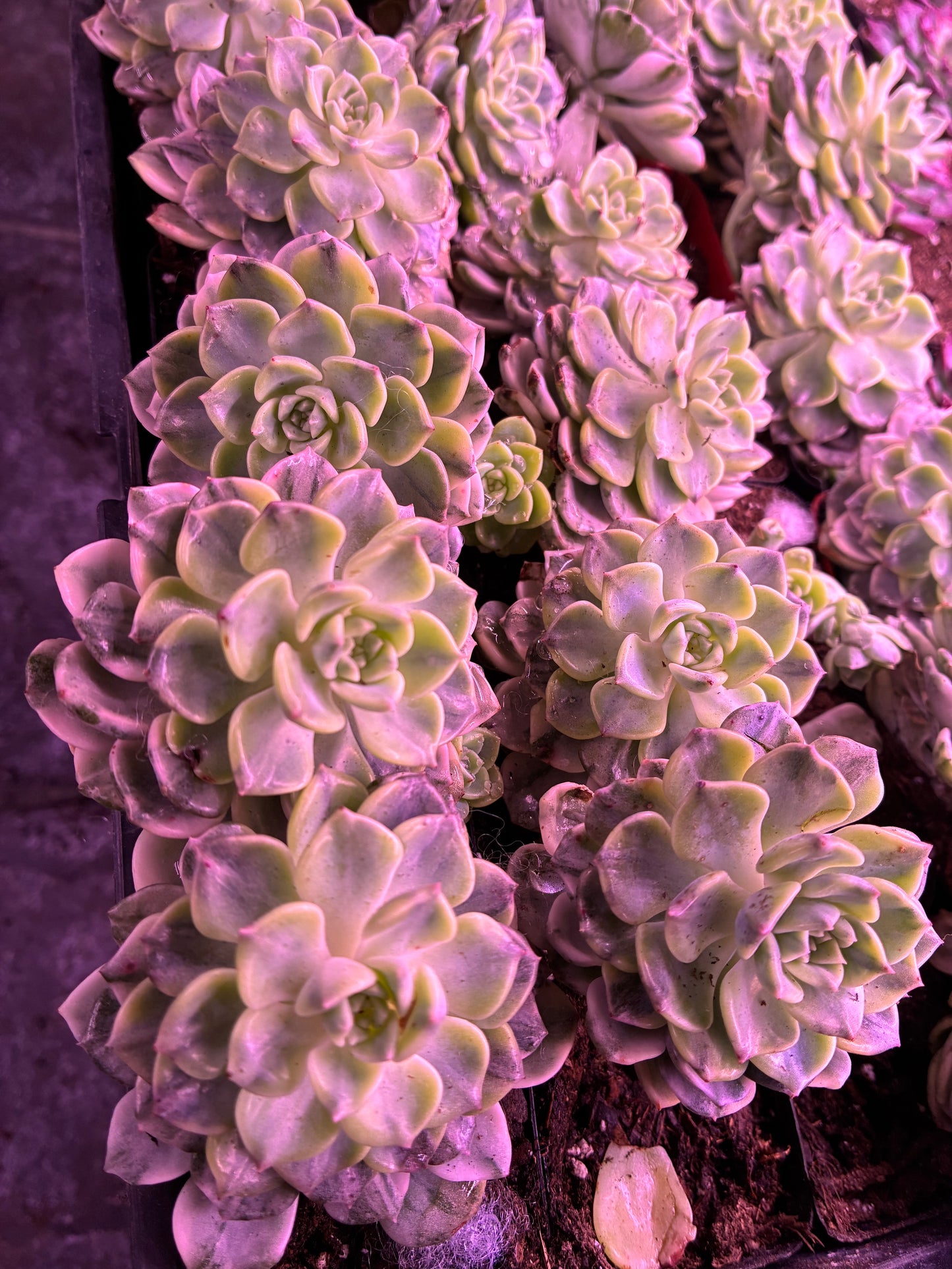 Echeveria Amazing Grace