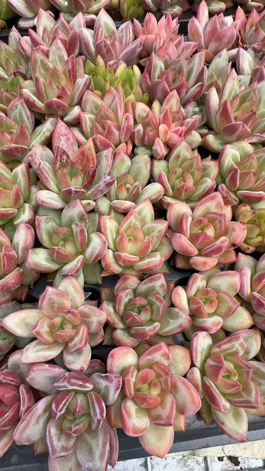 Echeveria ‘Terio’ Variegated