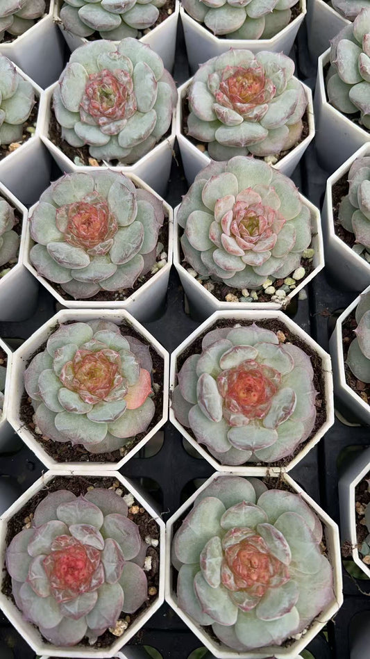 Echeveria StarLight Jenny