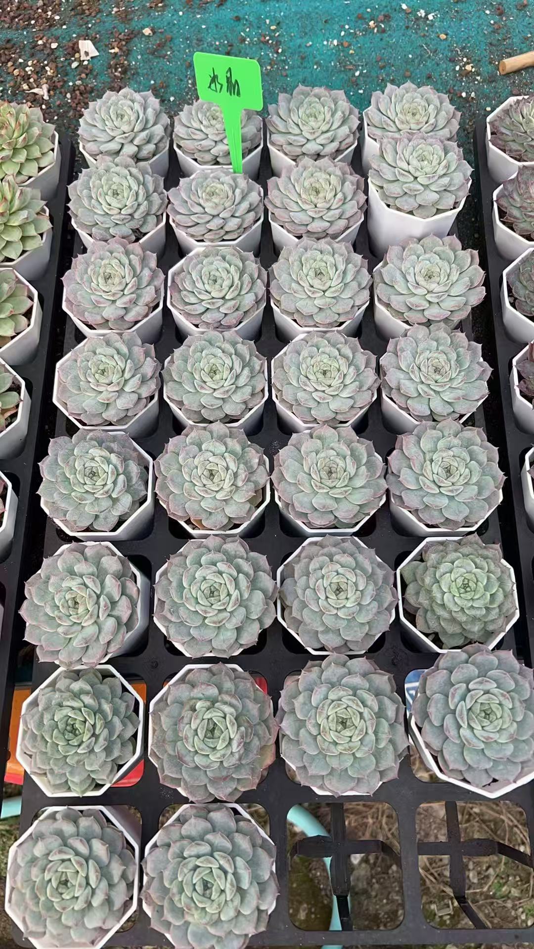 Echeveria Ice crystal