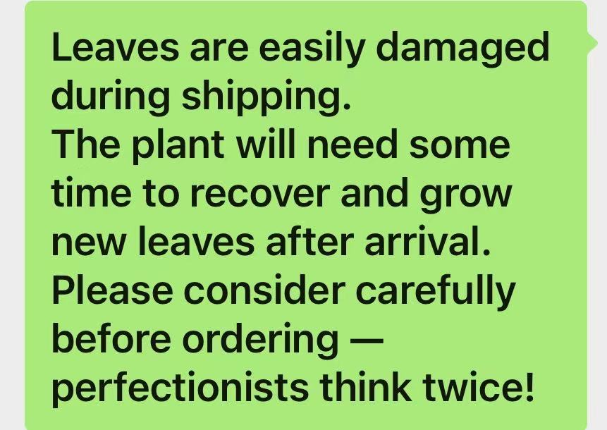 Aeonium Pink Witch Lollipop cluster