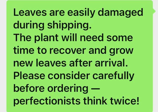 Aeonium Pink Witch Lollipop cluster