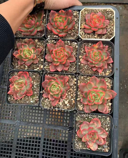 Echeveria ‘Fire Sacrifice’ Variegated