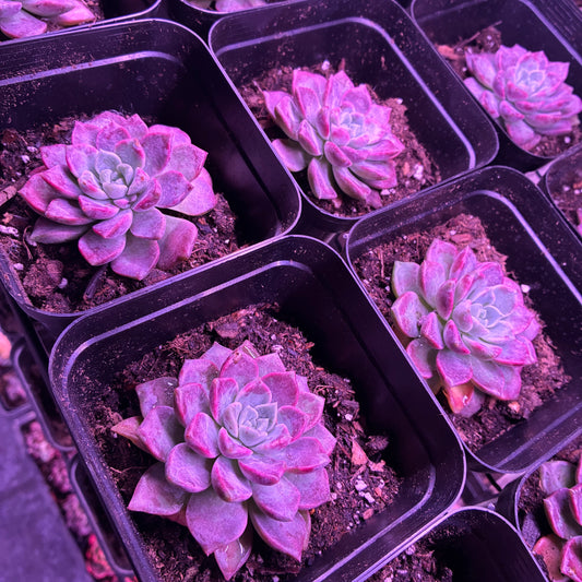 Echeveria ‘Pink Aurora’
