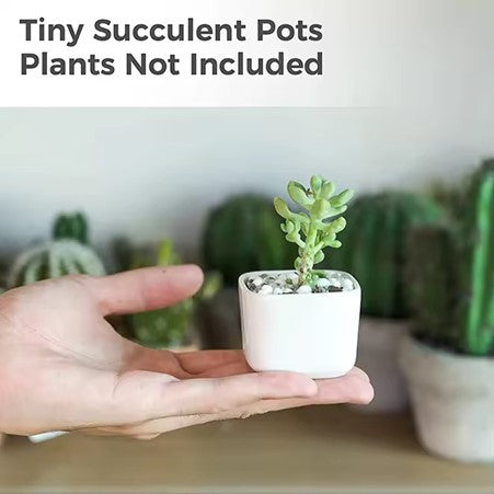 New simple white bamboo potted succulent plant with square tray table, suitable for home or garden pots.