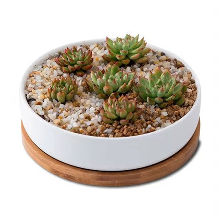 Waterdrop Succulent Pot - 6.3" Modern White Ceramic Planter with Bamboo Tray