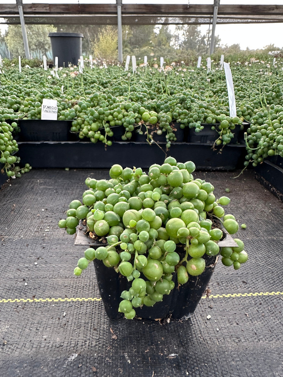 Senecio rowleyanus 'String of Pearls'