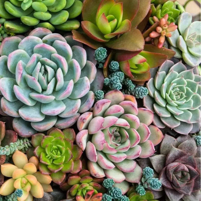 Mystery Succulent Box