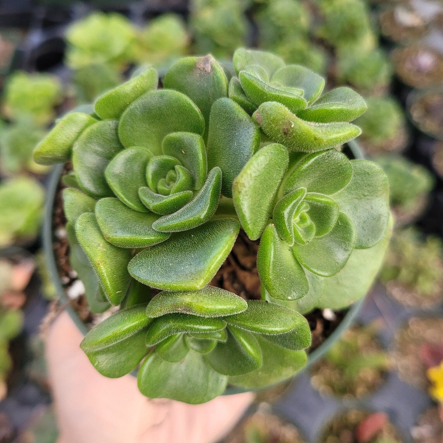 Aeonium 'Lily Pad'