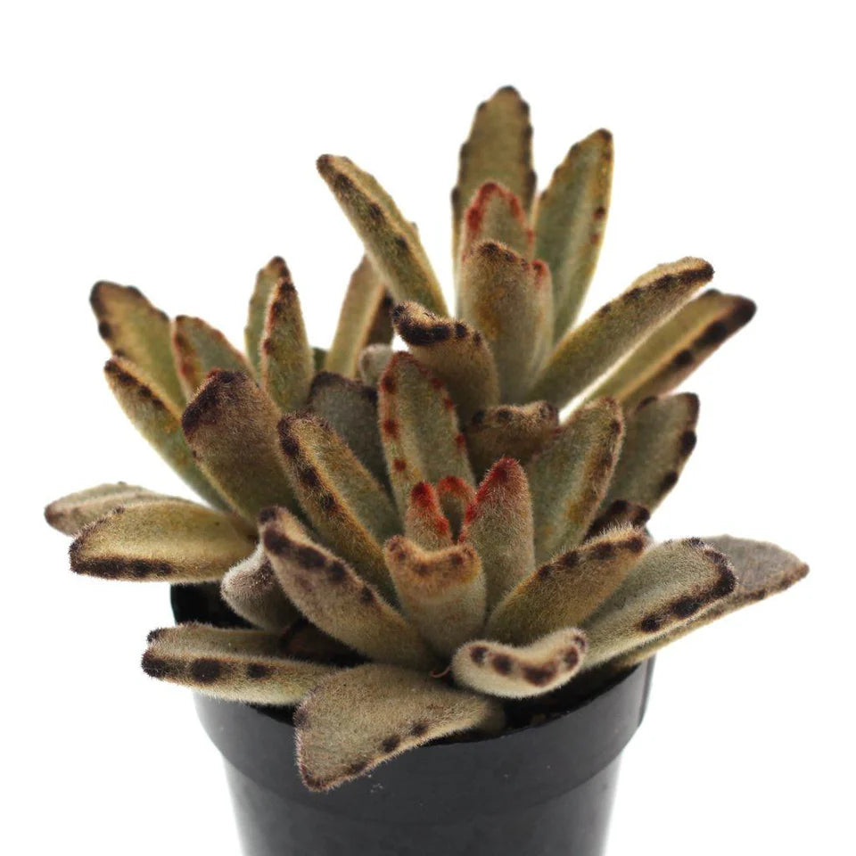 Kalanchoe tomentosa 'Chocolate Soldier