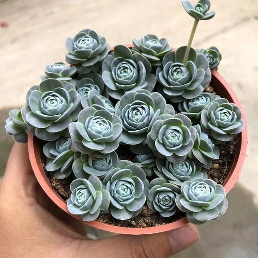 coming soon For your reference, please see the image !