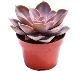 Echeveria 'Dusty Rose