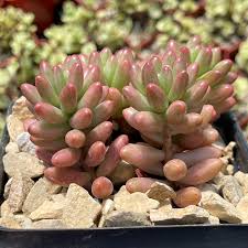Sedum rubrotinctum 'Aurora'