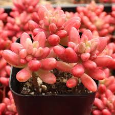 Sedum rubrotinctum 'Aurora'