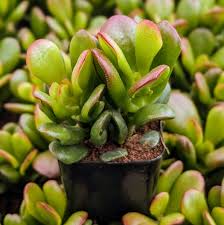 Crassula ovata 'Classic Jade'