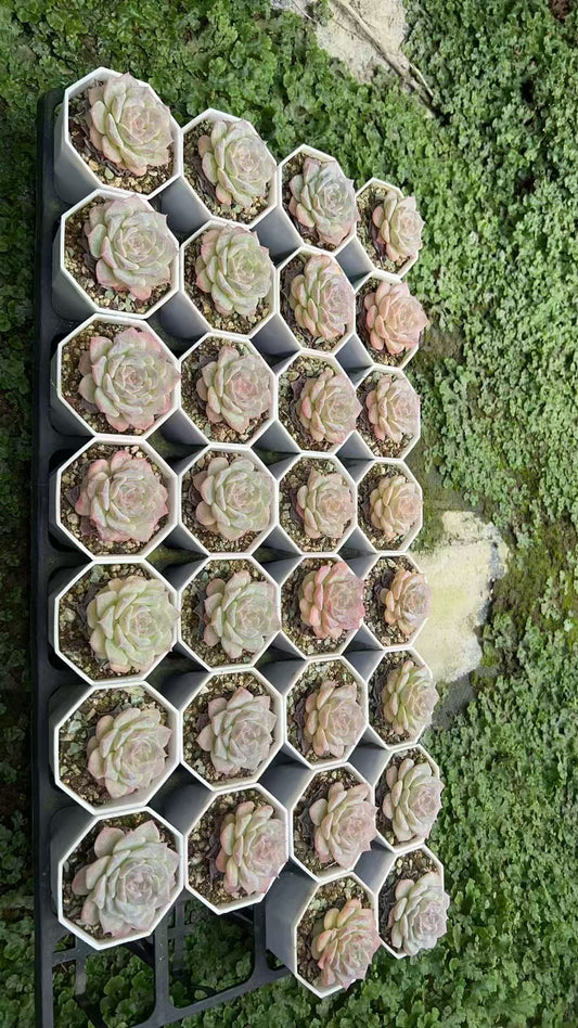 Echeveria ‘Pink Monroe