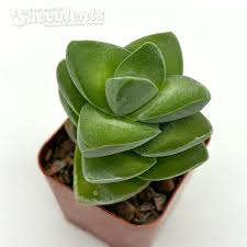 Crassula 'Moonglow'