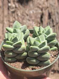 Crassula 'Moonglow'