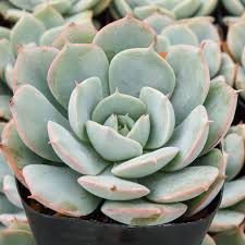 Echeveria 'Amnesty