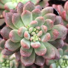 Cremneria 'Expatriata'