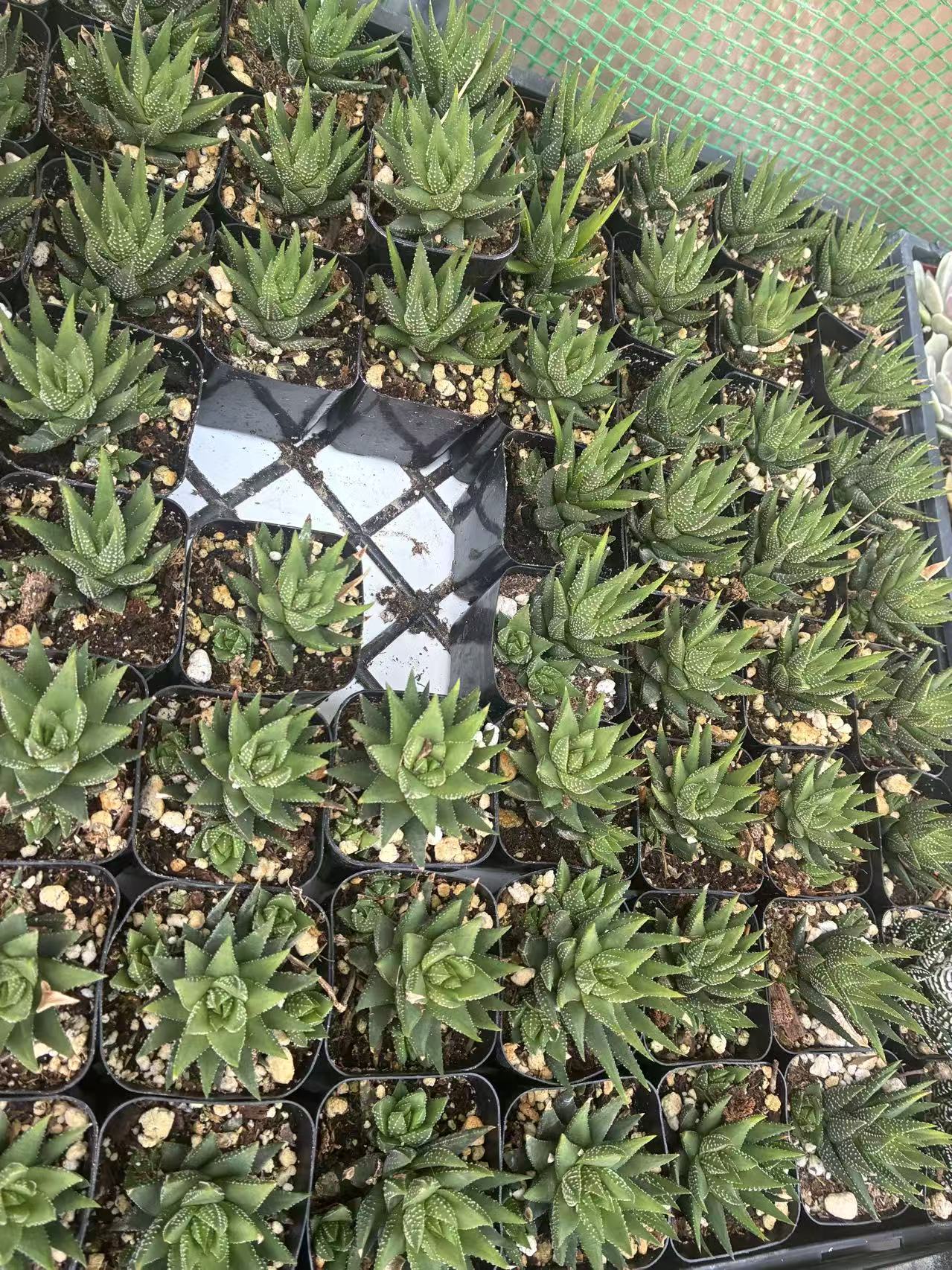 Haworthia attenuata f/ Enon