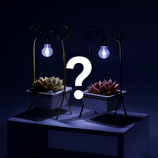 Mystery Succulent Pot – Basic