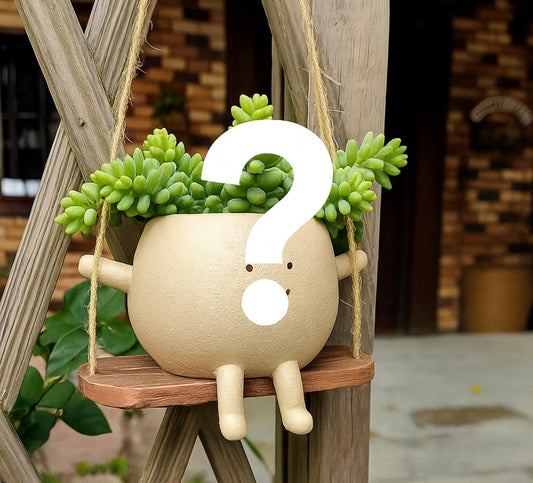 Mystery Succulent Pot – Standard