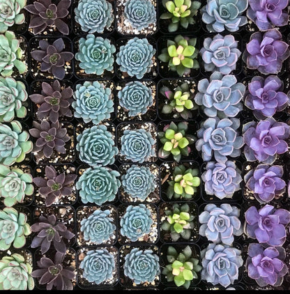 Mystery Succulent Box