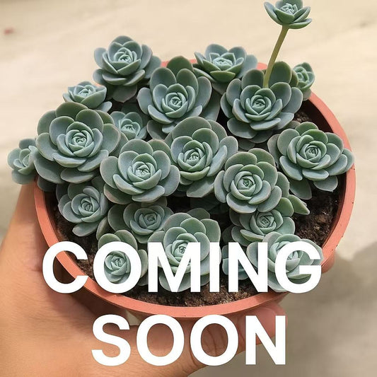 coming soon For your reference, please see the image!