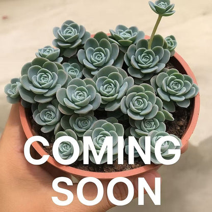 coming soon For your reference, please see the image !