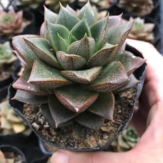 Echeveria purpusorum 'Dionysos'