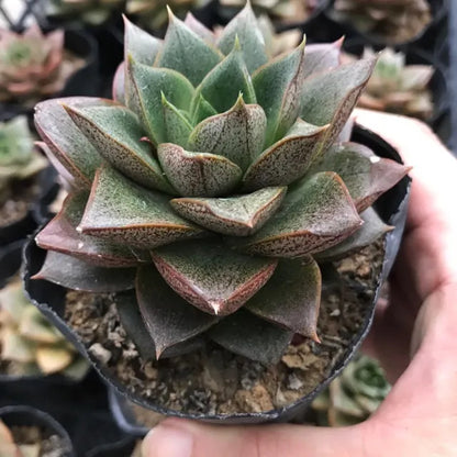 Echeveria purpusorum 'Dionysos'