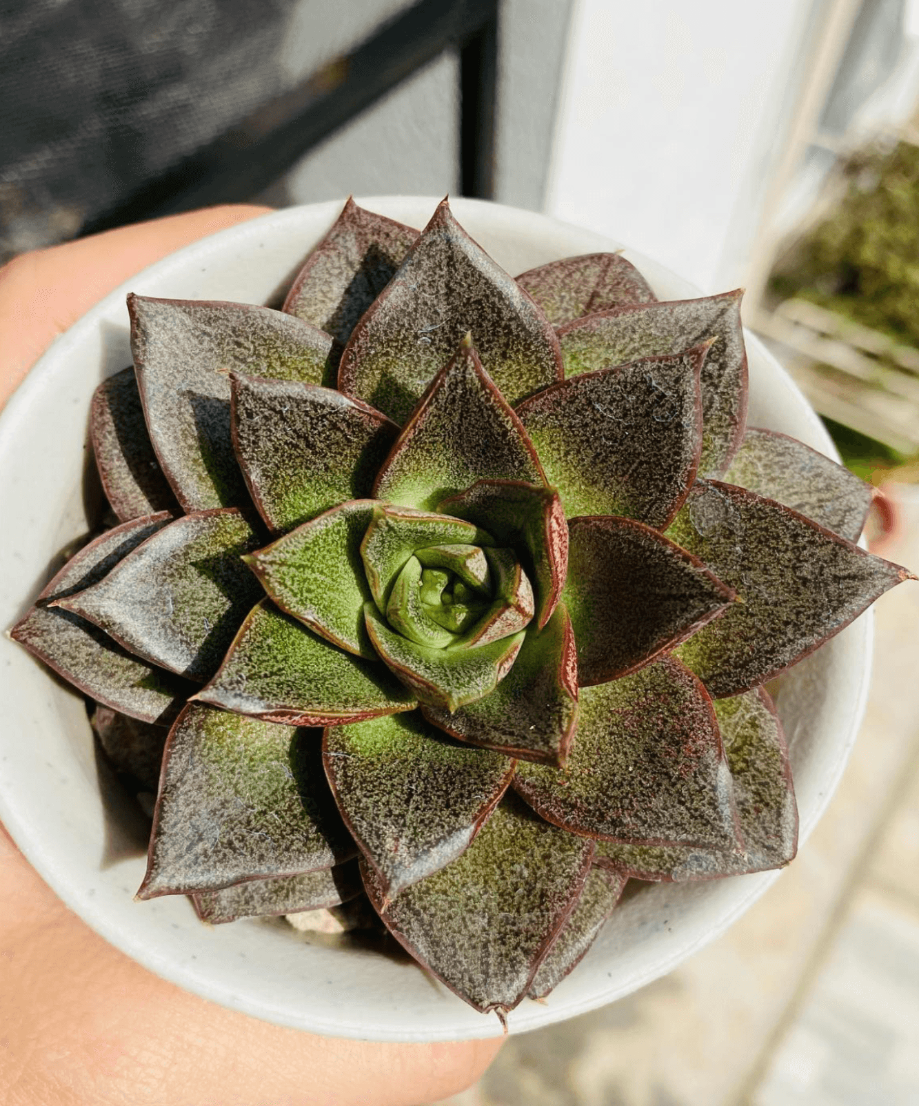 Echeveria purpusorum 'Dionysos'