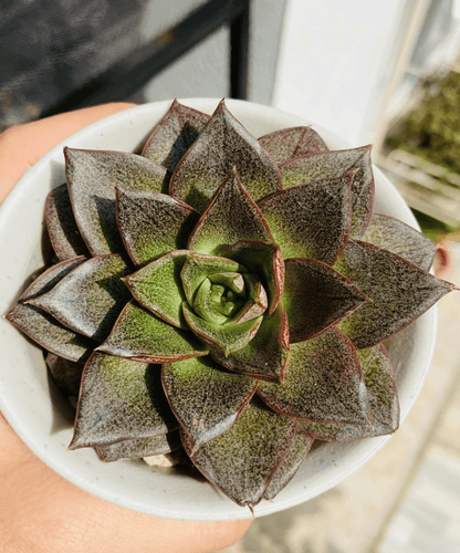 Echeveria purpusorum 'Dionysos'
