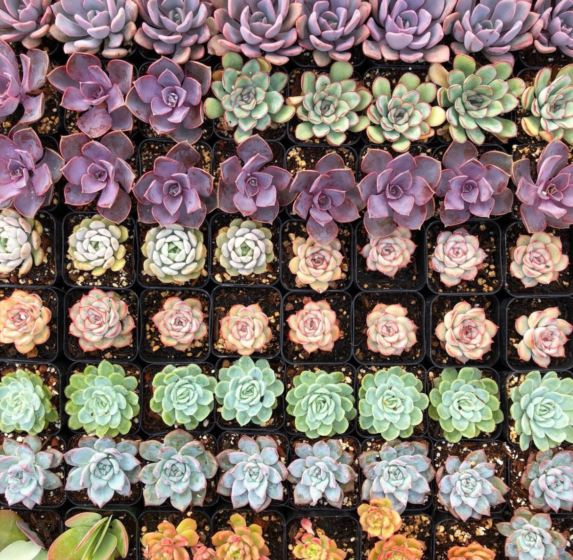 Bestselling Rare Succulent Collection