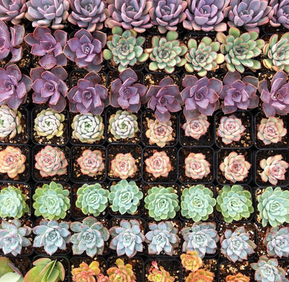 Bestselling Rare Succulent Collection