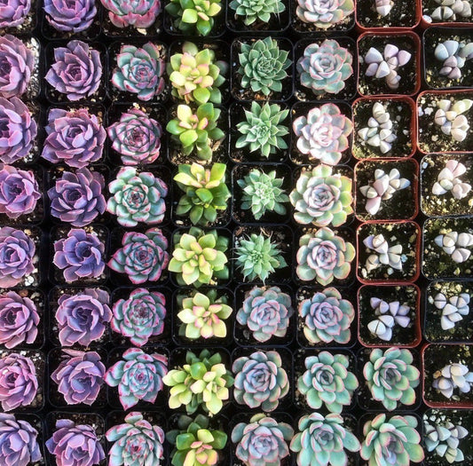Bestselling Rare Succulent Collection