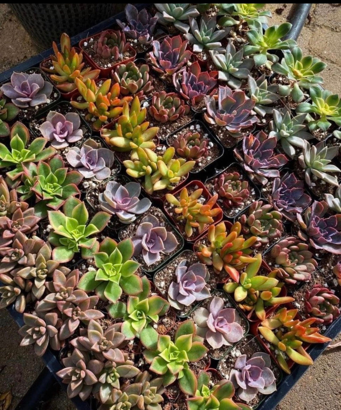 Bestselling Rare Succulent Collection