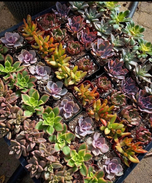 Bestselling Rare Succulent Collection