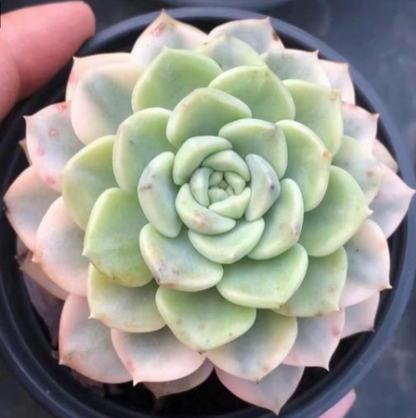 echeveria tinkerball variegated
