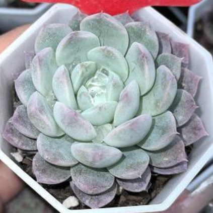 Echeveria Ice crystal