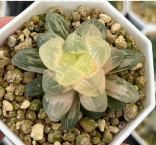 Haworthia Cooperi Ice Lantern var