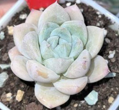 Echeveria Ice water
