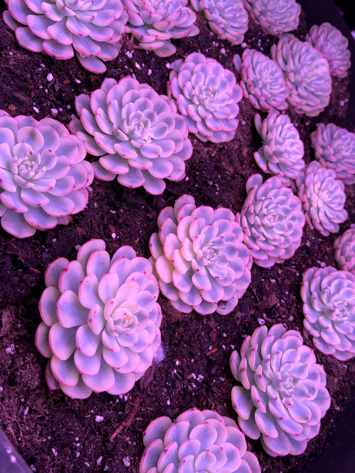 echeveria tinkerball variegated