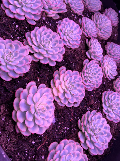 echeveria tinkerball variegated
