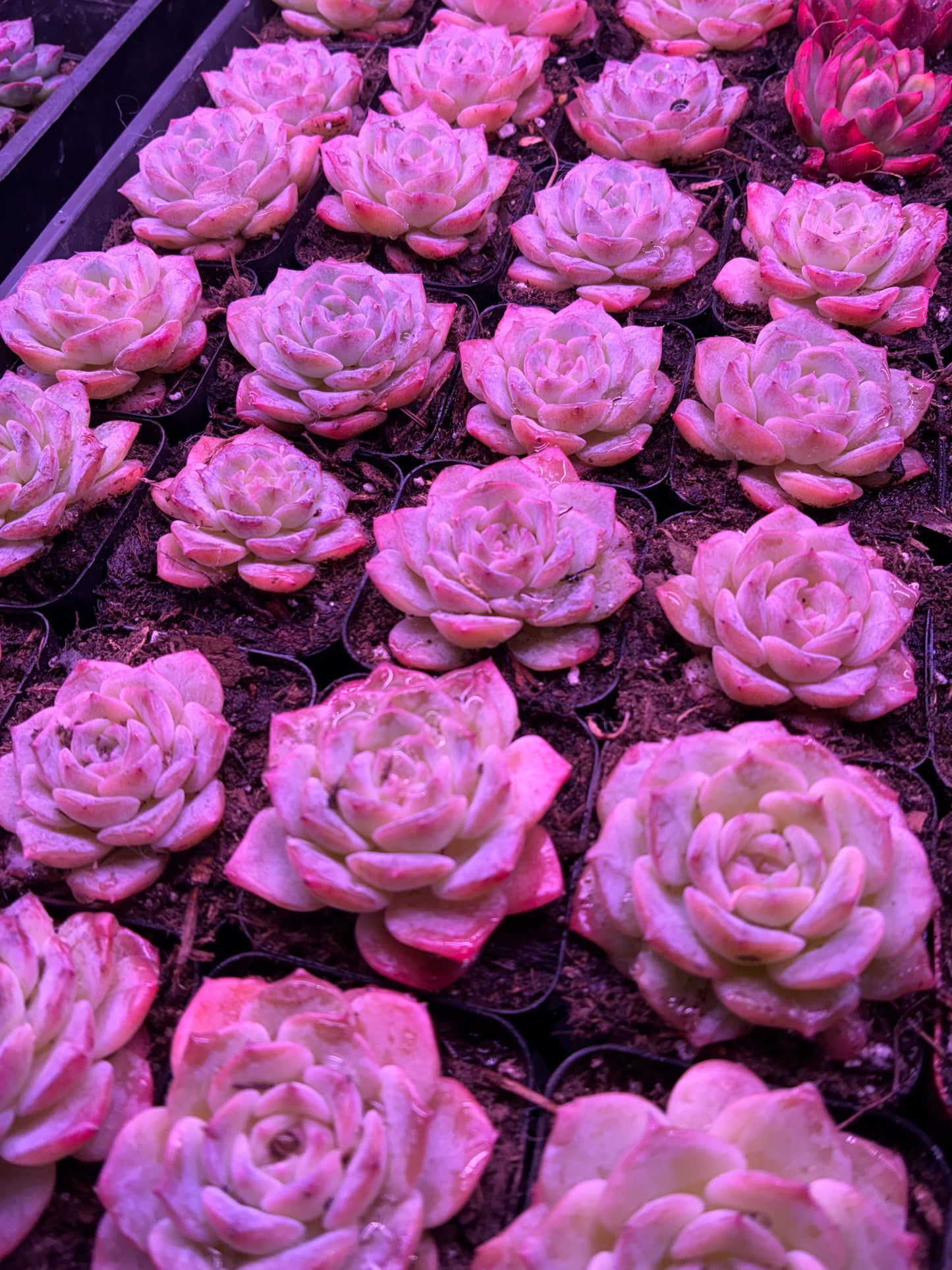 Echeveria ‘Pink Monroe