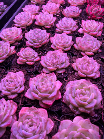 Echeveria ‘Pink Monroe