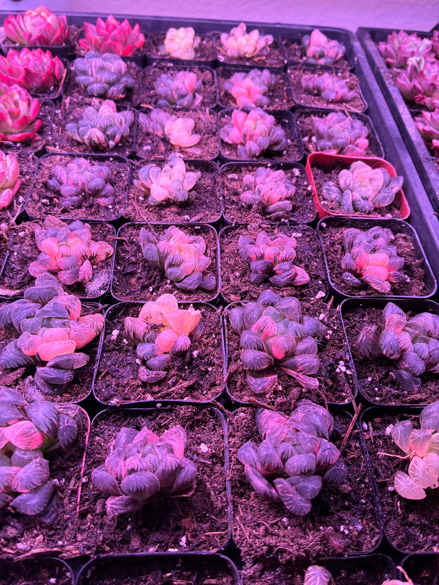 Haworthia Cooperi Ice Lantern var